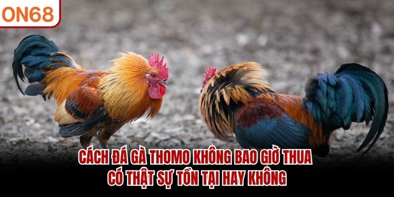 Cách đá gà thomo không bao giờ thua có thật sự tồn tại hay không cách đá gà thomo không bao giờ thua