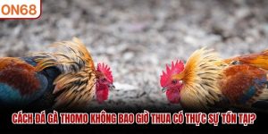 cách đá gà thomo không bao giờ thua