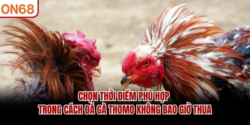 Chọn thời điểm phù hợp trong cách đá gà thomo không bao giờ thua cách đá gà thomo không bao giờ thua
