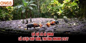 đá gà là gì