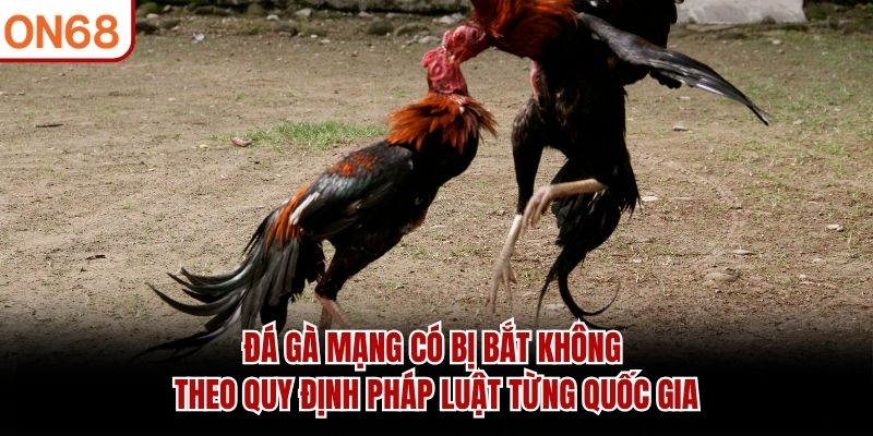 Đá gà mạng có bị bắt không theo quy định pháp luật từng quốc gia đá gà mạng có bị bắt không