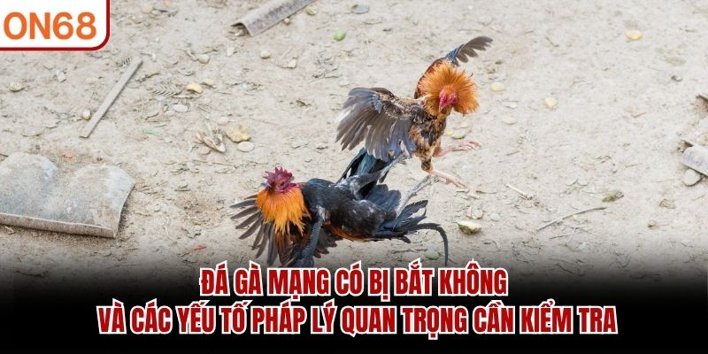 Đá gà mạng có bị bắt không và các yếu tố pháp lý quan trọng cần kiểm tra đá gà mạng có bị bắt không