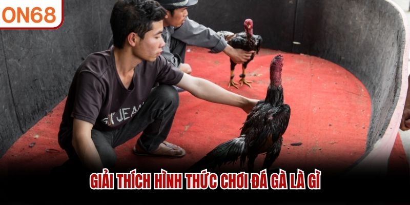 Giải thích hình thức chơi đá gà là gì? đá gà là gì