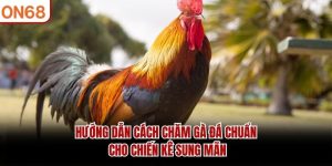 hướng dẫn cách chăm gà đá
