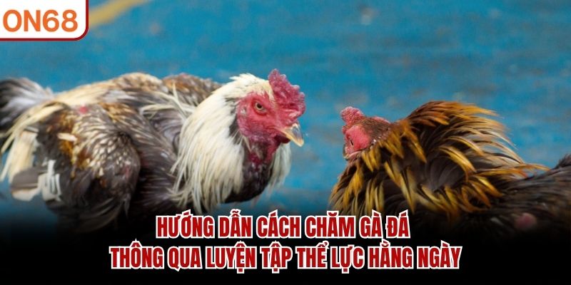 Hướng dẫn cách chăm gà đá thông qua luyện tập thể lực hằng ngày hướng dẫn cách chăm gà đá