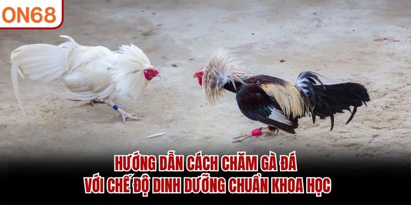 Hướng dẫn cách chăm gà đá với chế độ dinh dưỡng chuẩn khoa học hướng dẫn cách chăm gà đá