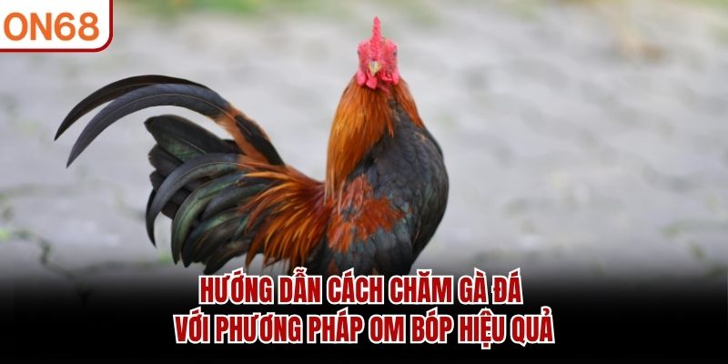 Hướng dẫn cách chăm gà đá với phương pháp om bóp hiệu quả hướng dẫn cách chăm gà đá