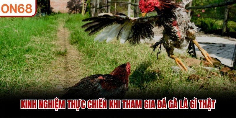 Kinh nghiệm thực chiến khi tham gia đá gà là gì thật đá gà là gì