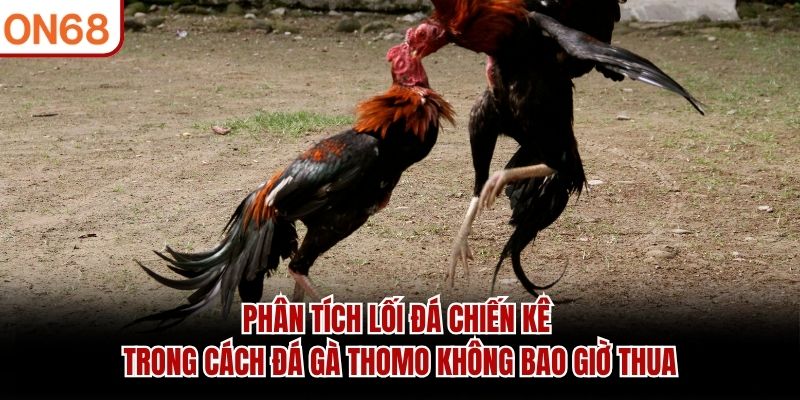 Phân tích lối đá chiến kê trong cách đá gà thomo không bao giờ thua cách đá gà thomo không bao giờ thua